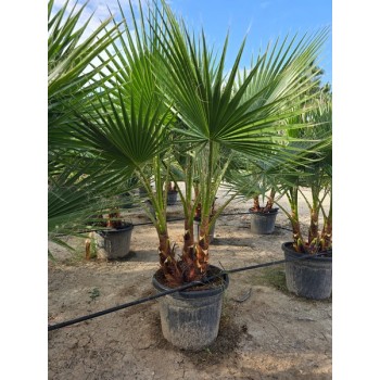 Washingtonia Robusta Multi Tronco 35 lt -5º/-8º